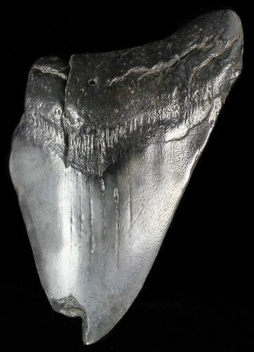 Partial, Fossil Megalodon Tooth #53001